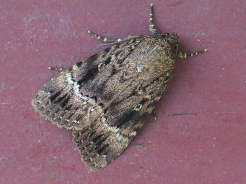 Amphipyra pyramidea